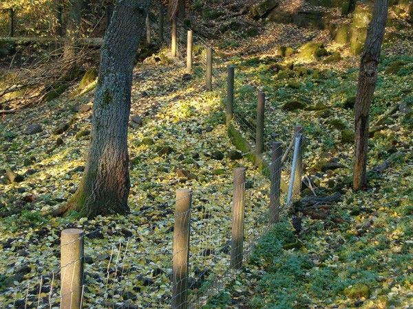 Brown recycled plastic posts carrying stock netting through woodland